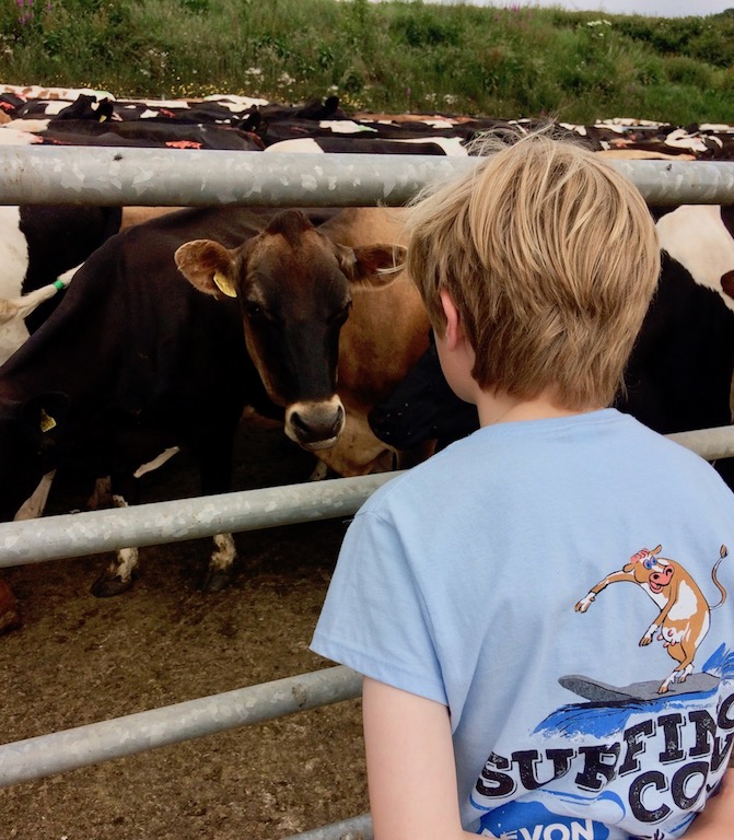 Surfing Cow ice cream scoops in on education | The Devon Daily