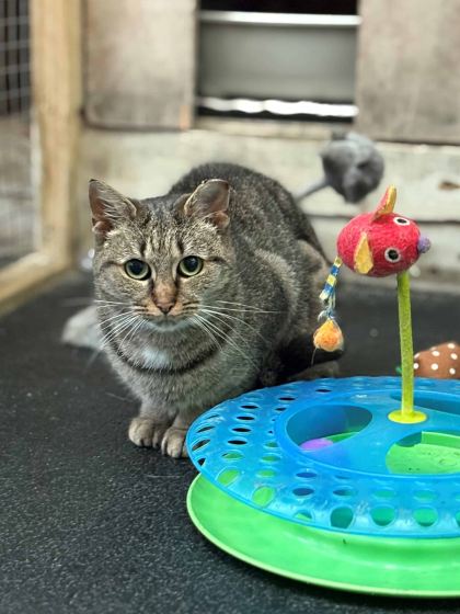 Derry is one of the stray cats at Woodside searching for a home.