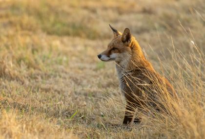 red fox sits in dry grass 