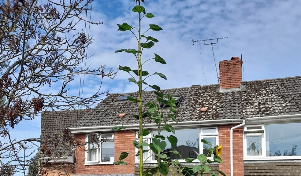 Tall sunflower