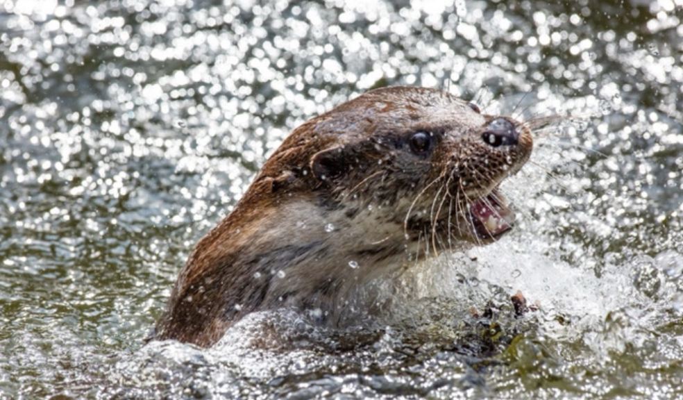 Rescued otter at the Otter Rehabilitation Centre