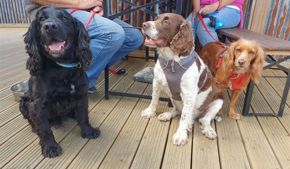 Dogs at Coldharbour Field Kitchen Dogs at Coldharbour Field Kitchen