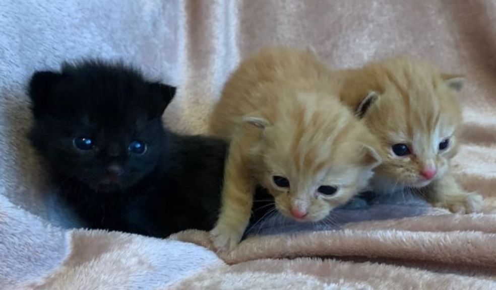 Kittens Astra, Beetle and Jaguar in foster care after being rescued from a car in a scrap yard in South Devon.