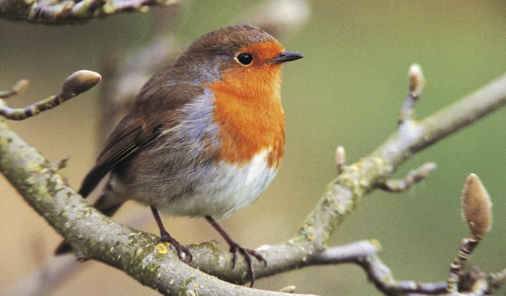 Robin. Photo: RSPB