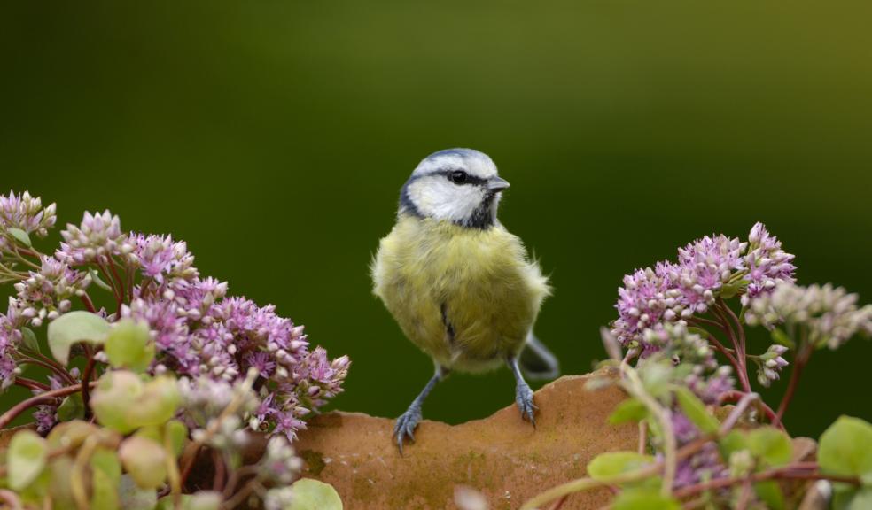 Blue tit Parus caeruleus, perched on broken plant pot with flowering sedum, in garden. Co. Durham. July. Photo: Ray Kennedy, rspb-images.com