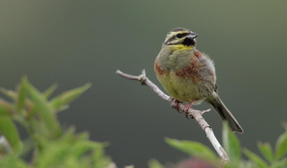 Volunteers needed to help one of the West Country’s special birds to thrive