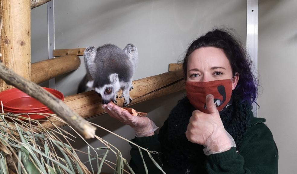 Lia Summers, animal keeper at Shaldon Zoo, feeding long-tailed lemurs and putting thumbs up as thanks for charity donation Leading housebuilders donate £1,000 to help South Devon zoo and conservation charity hit by pandemic