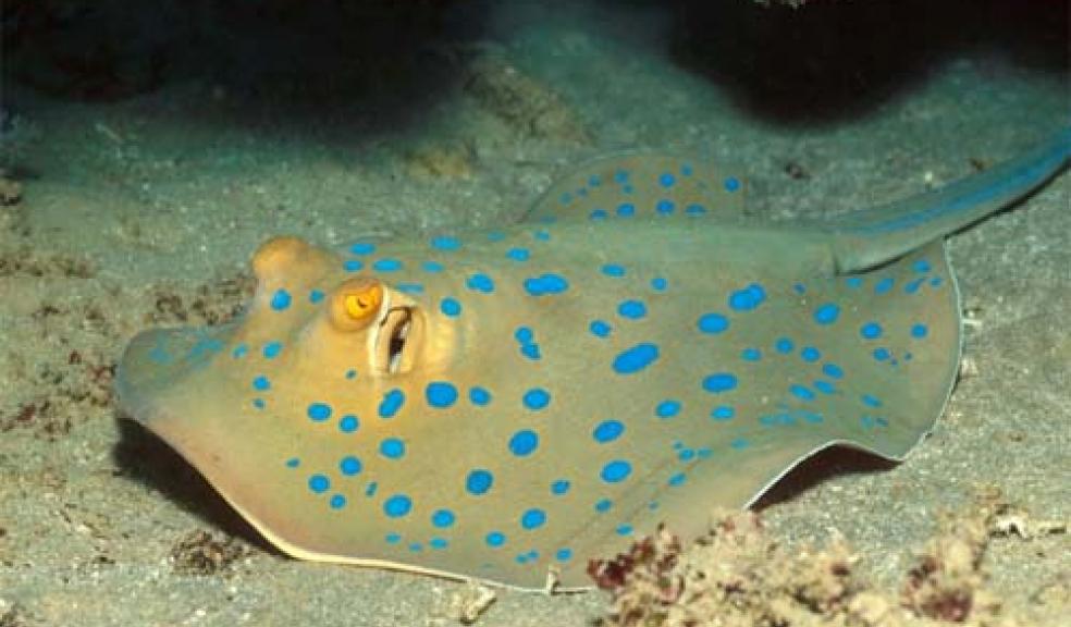 Sting in the tail - ray at Living Coasts