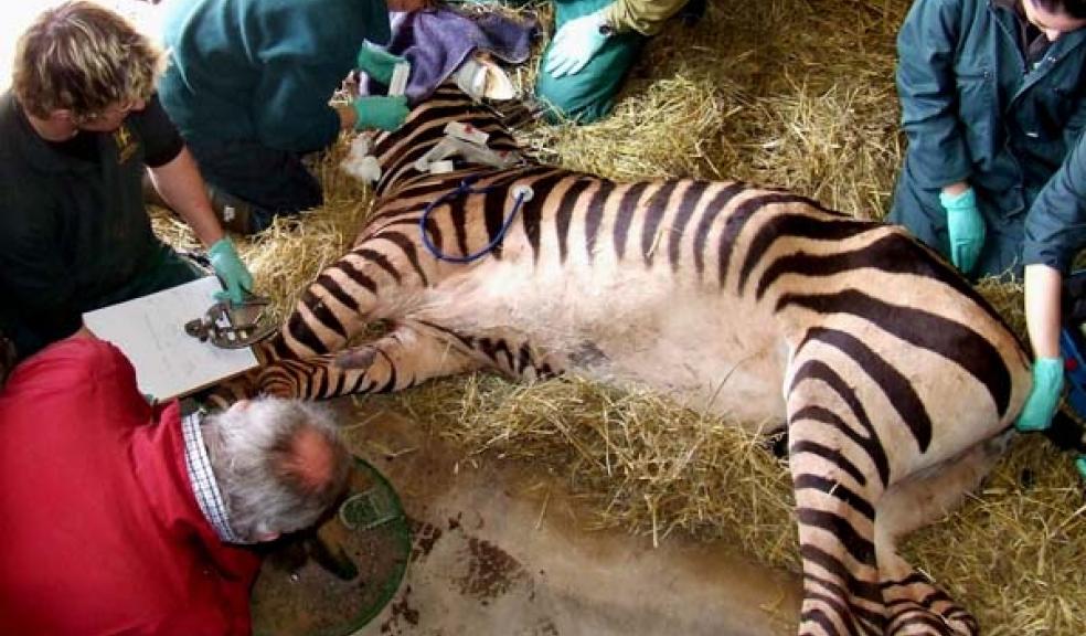 Paignton Zoo vet team at work