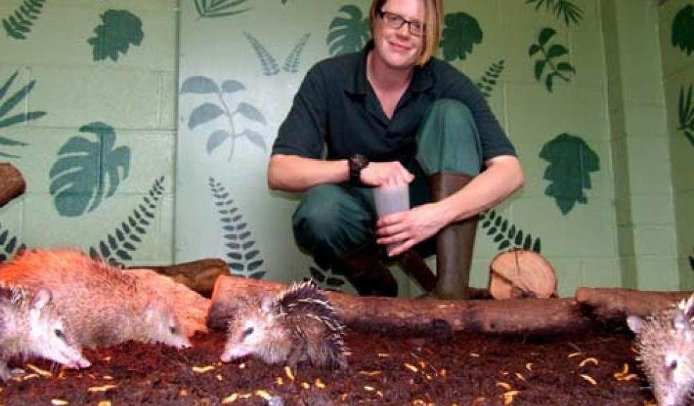 Tenrecs at Paignton Zoo