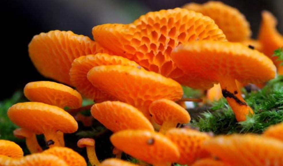 Have you seen this fungus?