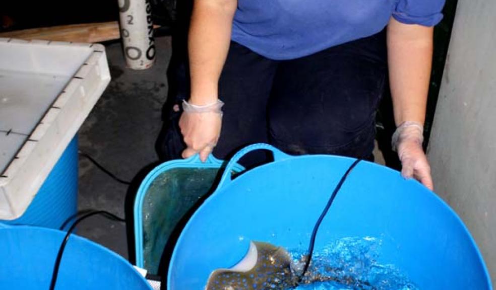 Moving the stingrays
