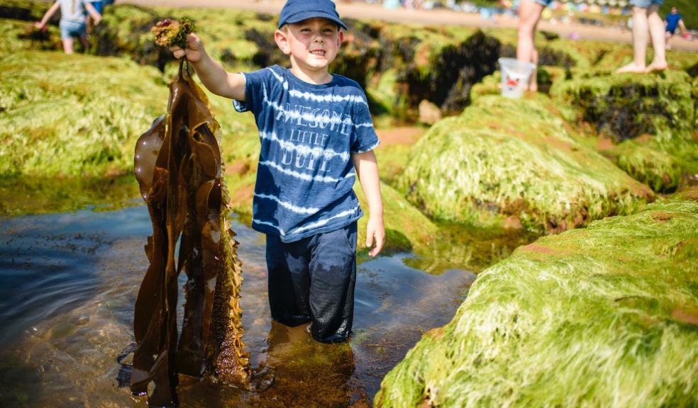 Young boy holding a large amount of seaweed on Exmouth Beach. Photo: Rosemary Despres (rspb-images.com)