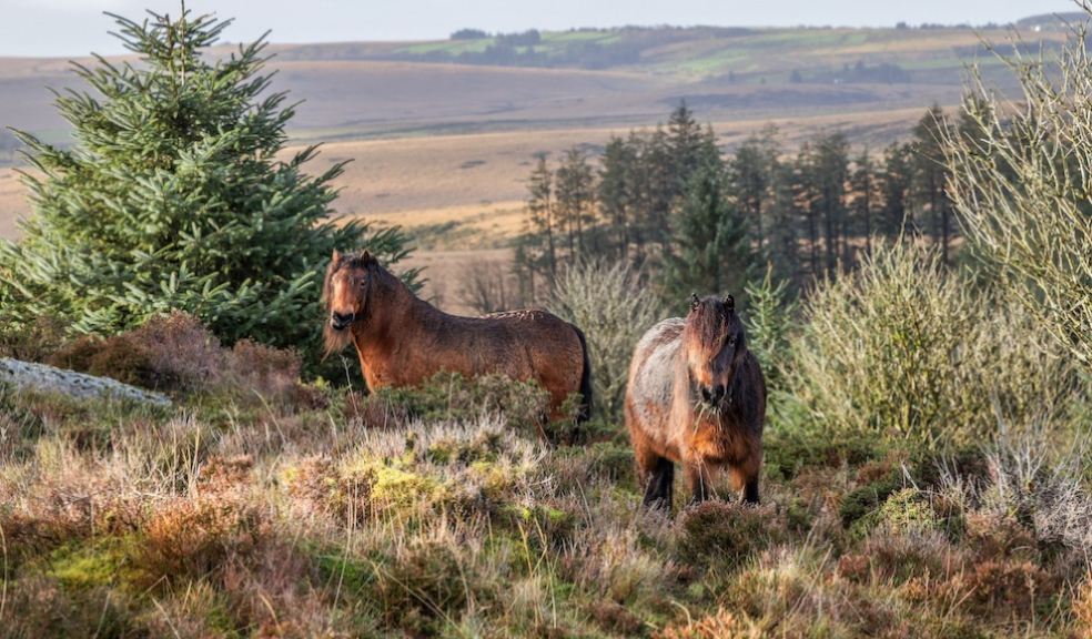 Dartmoor ponies grazing on Dartmoor