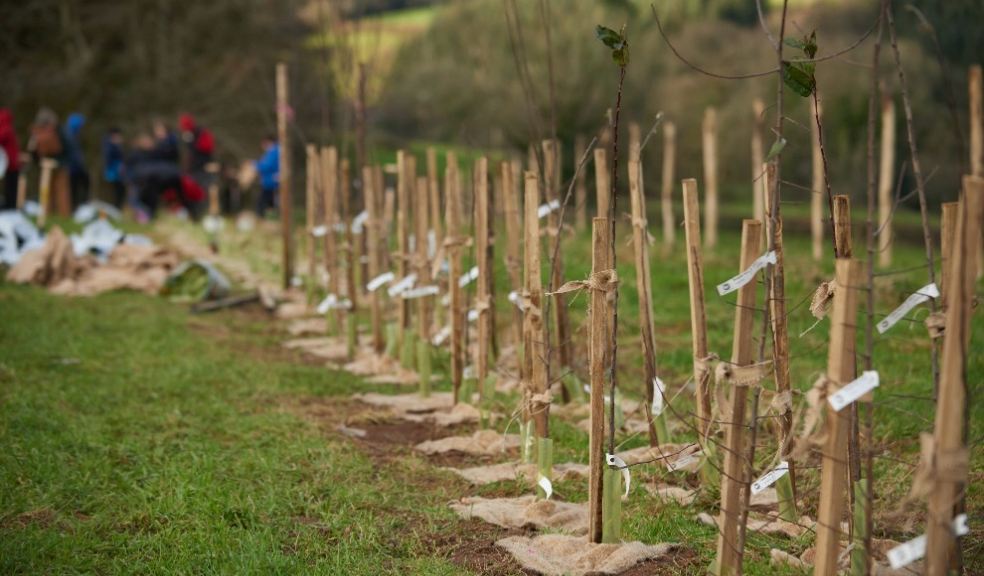 50,000 trees are being planted at Arlington Court in Devon this winter. Photo: National Trust Images, Trevor Ray Hart.