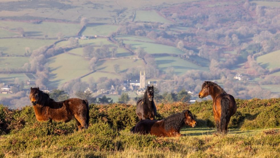 Picture of 4 dartmoor ponies on the moor