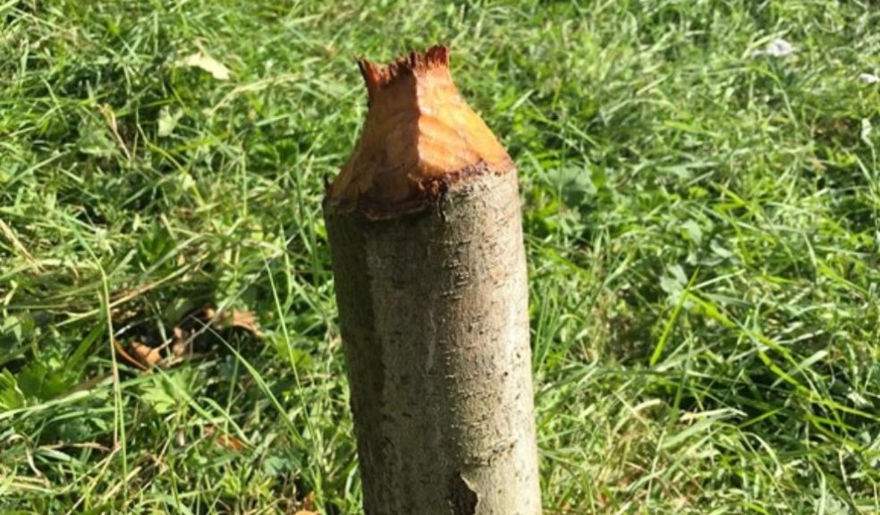 Evidence of beavers in Honiton