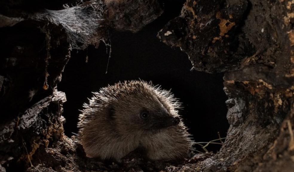 A native hedgehog after dark. Credit Cate Barrow, for Hedgehog Street.