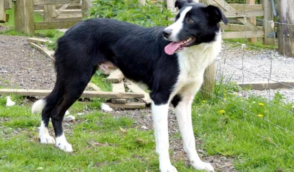 Cap the Sheepdog