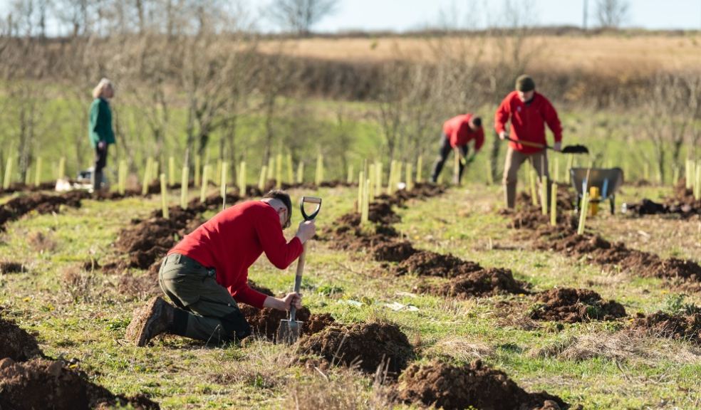 A National Trust ranger plants the first of 90,000 trees which will make up the National Trust’s first community woodland at Wembury ©National Trust Images, Paul Harris.