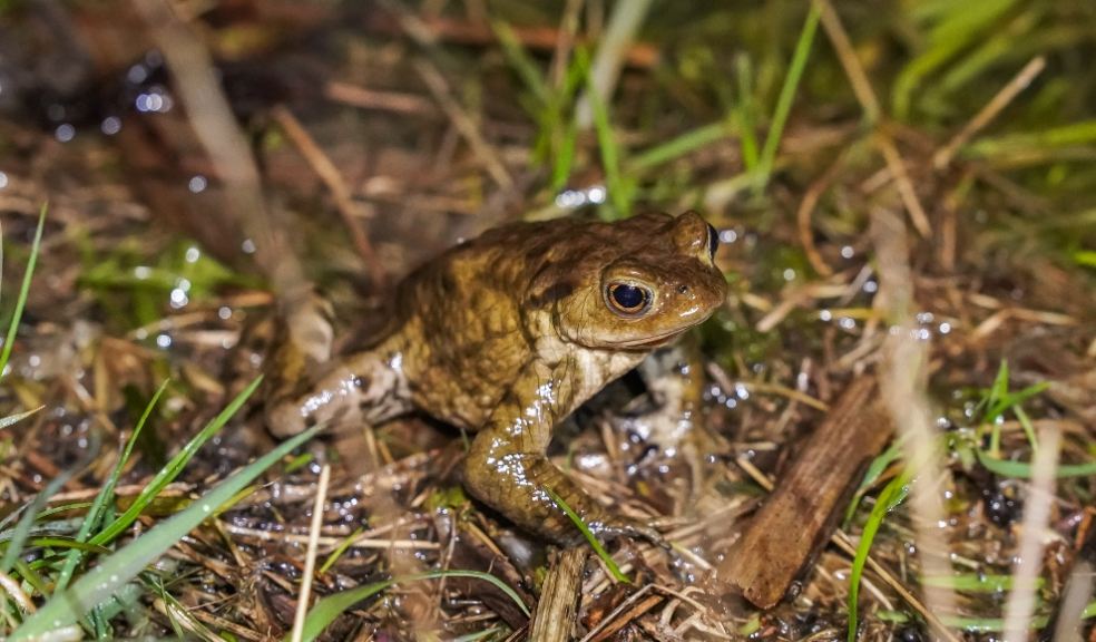 Image: The Woodland Trust.
