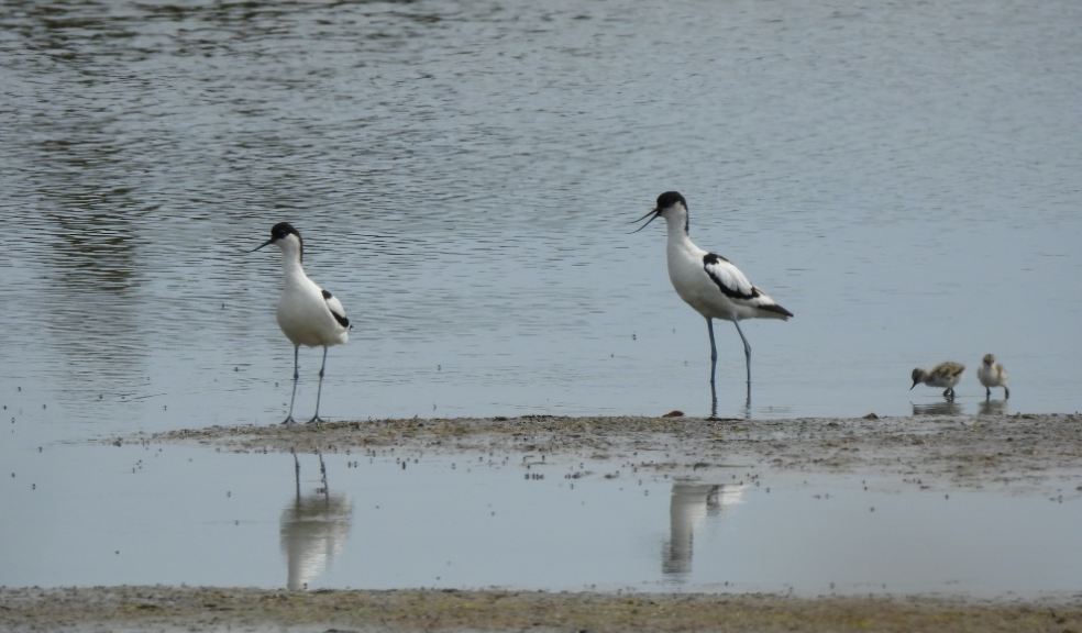 Avocet chicks