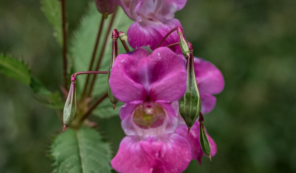 Himalayan Balsam