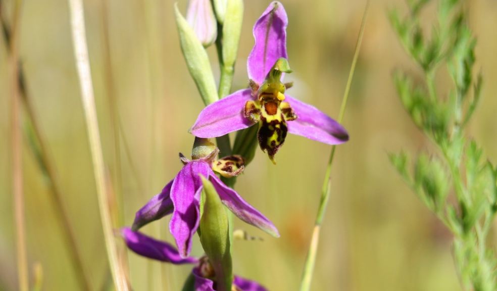 Bee orchids in the meadow at The Donkey Sanctuary Sidmouth