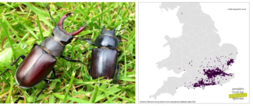 L-R: A male stag beetle (L) next to the smaller female (R), and a map showing records from the Great Stag Hunt 2022. Credit Ross Bower (L) and People’s Trust for Endangered Species (R).