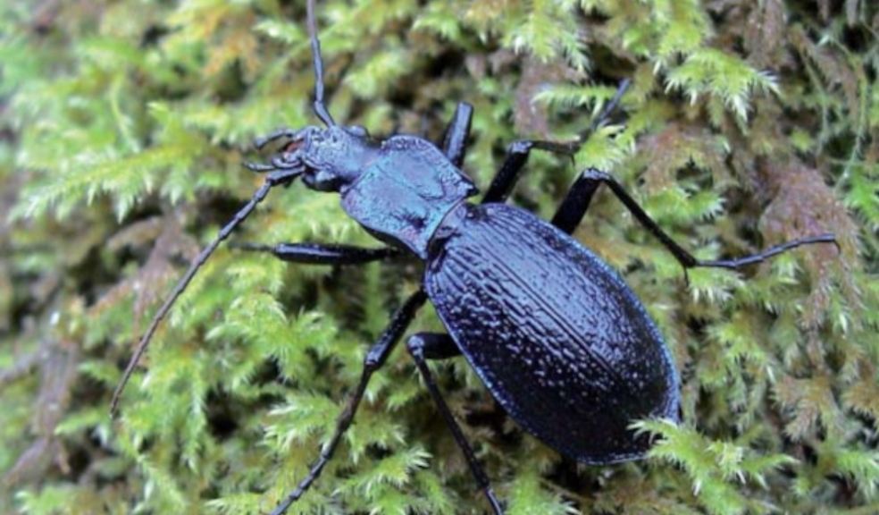 Blue ground beetle, Carabus intricarius (c) John Walters.jpg