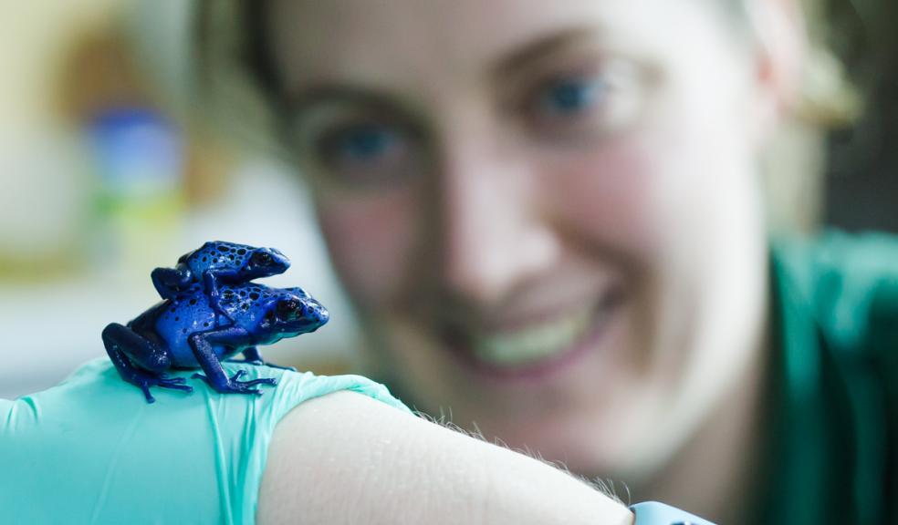 Paignton Zoo Blue Dart Frogs