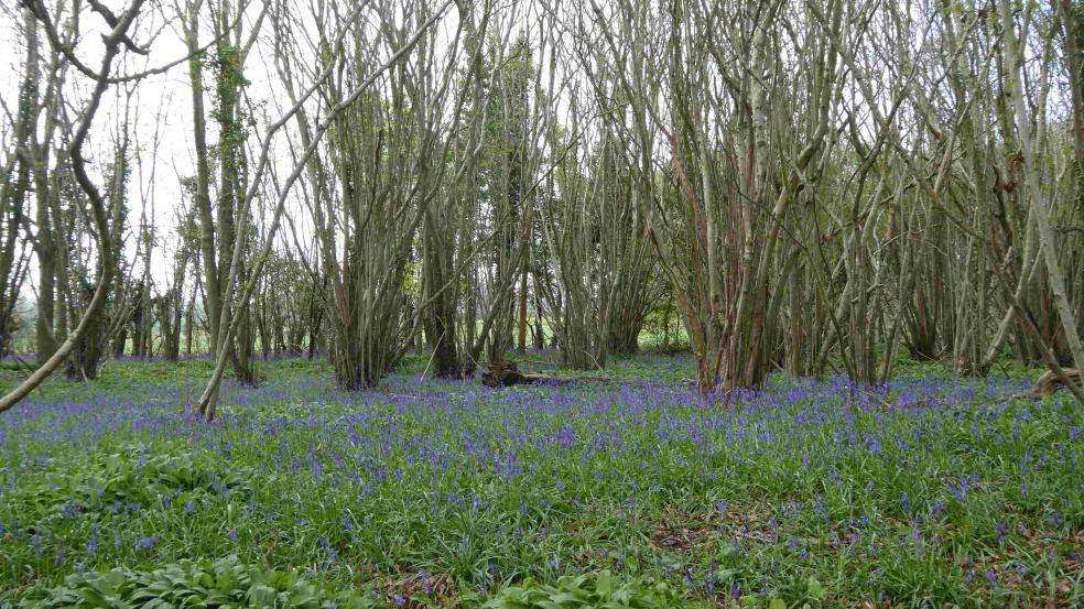 Bluebells, East Devon