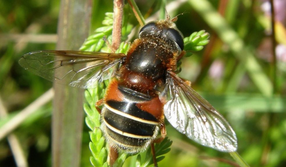 Bog Hoverfly (Eristalis cryptarum) Female © Steven Falk