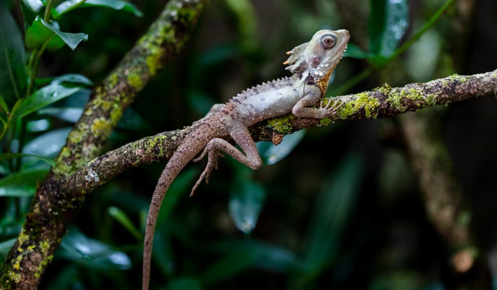 Zoo keepers save animals after storm damage