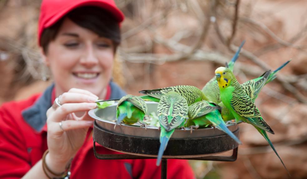 Budgie Encounter at Paignton Zoo