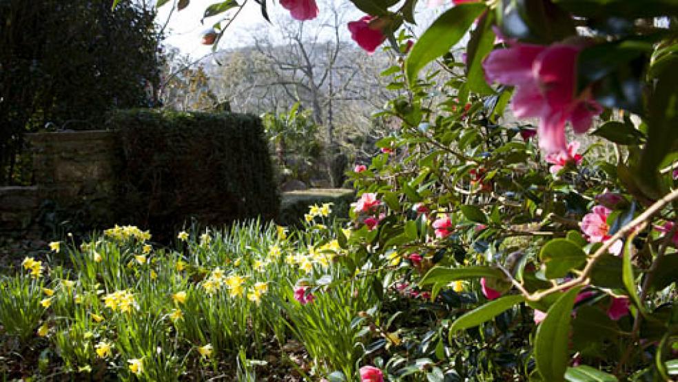Camellias and daffodils Credit: RHS Rosemoor