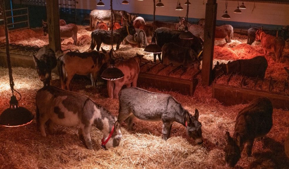 Carols by Candlelight. Photo: The Donkey Sanctuary.