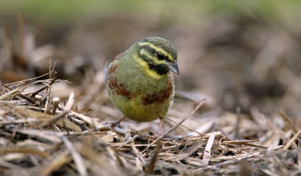 Cirl Bunting, adult male feeding in straw, on a Devon farm by Andy Hay (rspb-images.com)