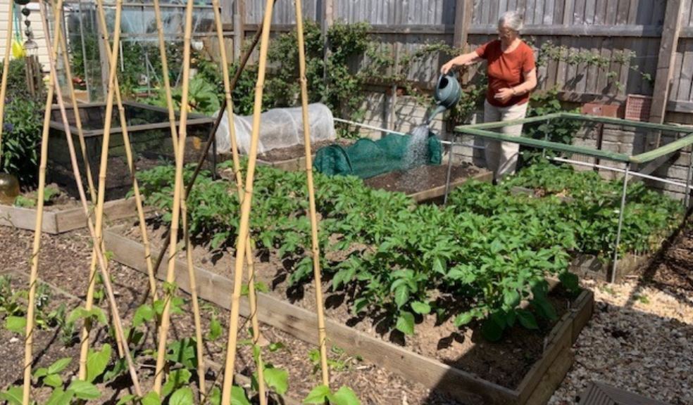 Cllr Marianne Rixson EDDCs Portfolio Holder for Climate Action and Emergency Response watering her vegetable garden