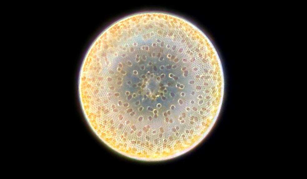 Coscinodiscus concinnus: These diatoms are the most common type of phytoplankton, and when conditions are right, they can grow in vast numbers or 'bloom' in the water often colouring the sea surface.