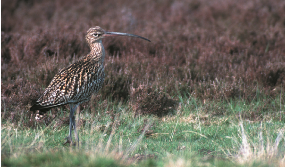 Curlew - Darin Smith