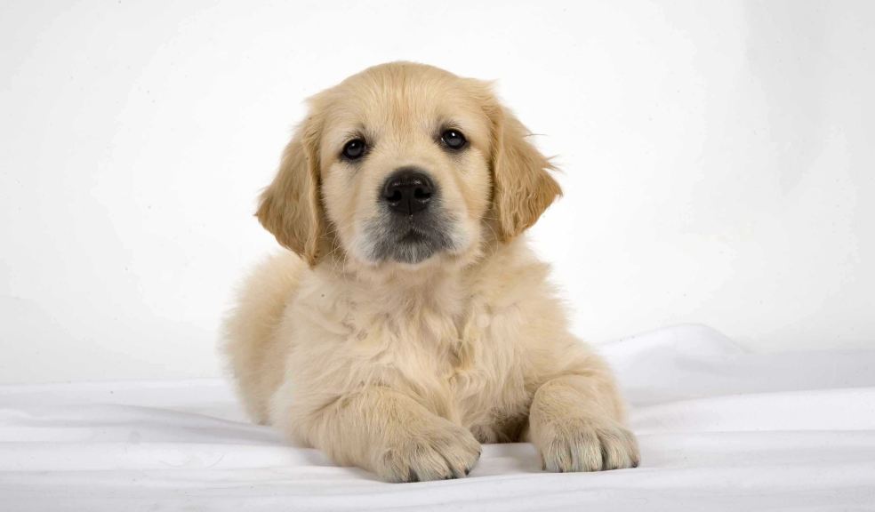 a yellow golden retriever puppy is lying down looking at the camera