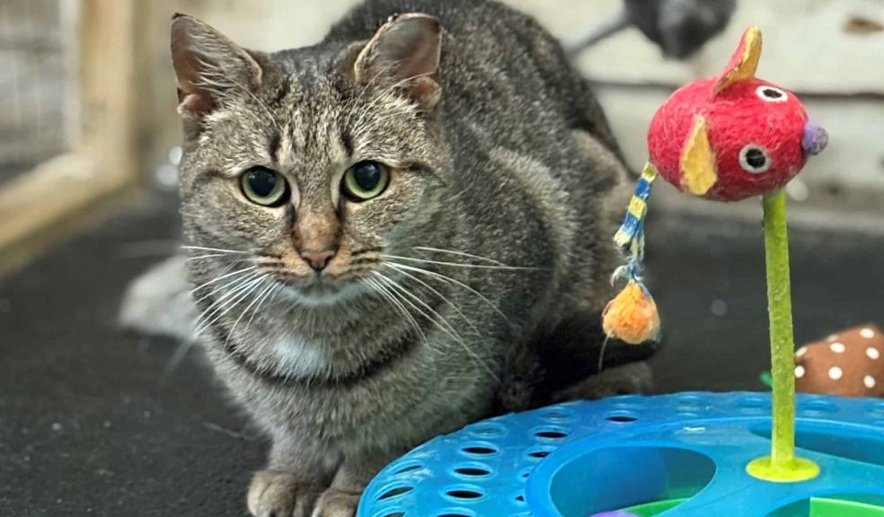 Derry is one of the stray cats at Woodside searching for a home.