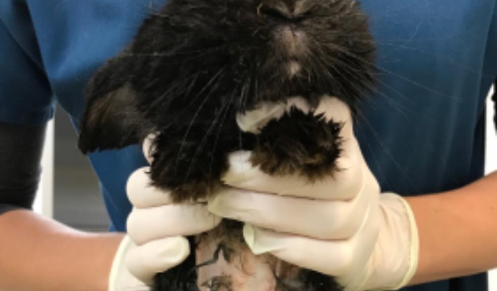 The poorly rabbit who was abandoned on a roadside in Brixham last summer