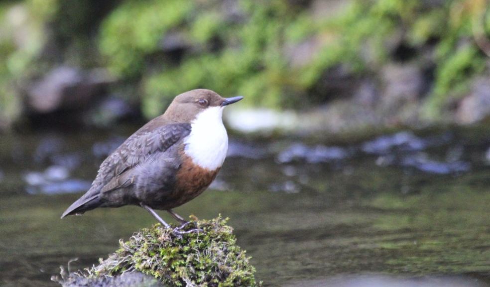 Dipper by a stream. Photo: National Trust Images/Dougie Holden