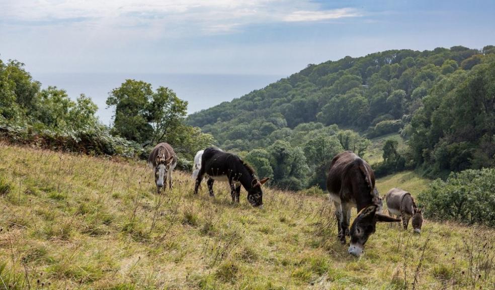 Donkeys at The Donkey Sanctuary in Sidmouth