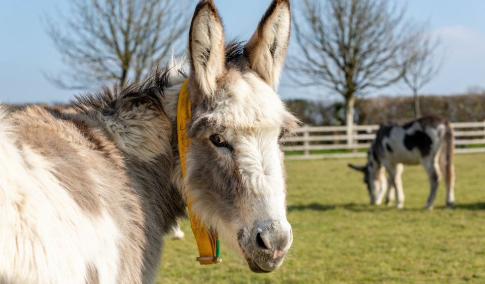 Donkeys at The Donkey Sanctuary Sidmouth. Photo: The Donkey Sanctuary.