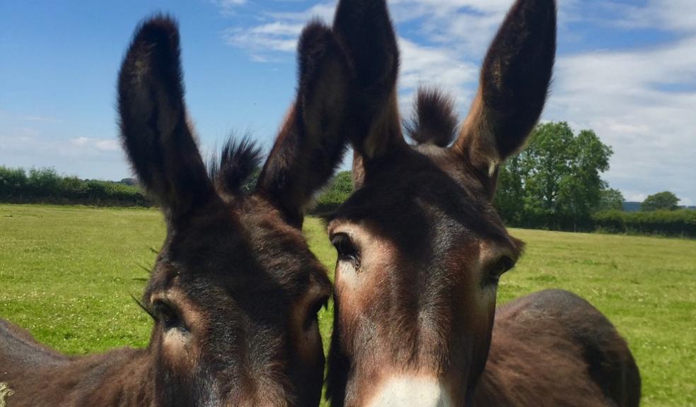 The Donkey Sanctuary