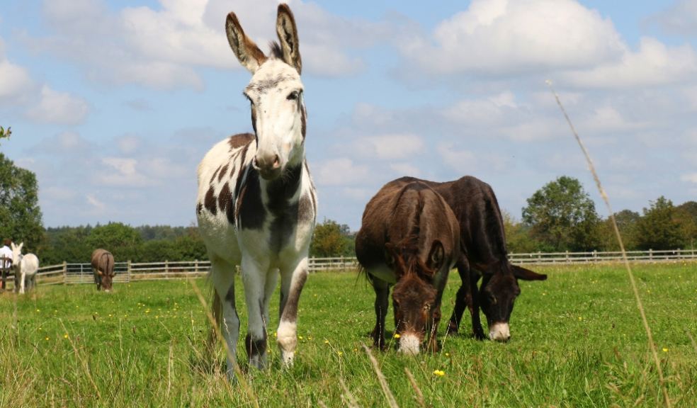 Dog-friendly donkey sanctuary Donkeys grazing in a field
