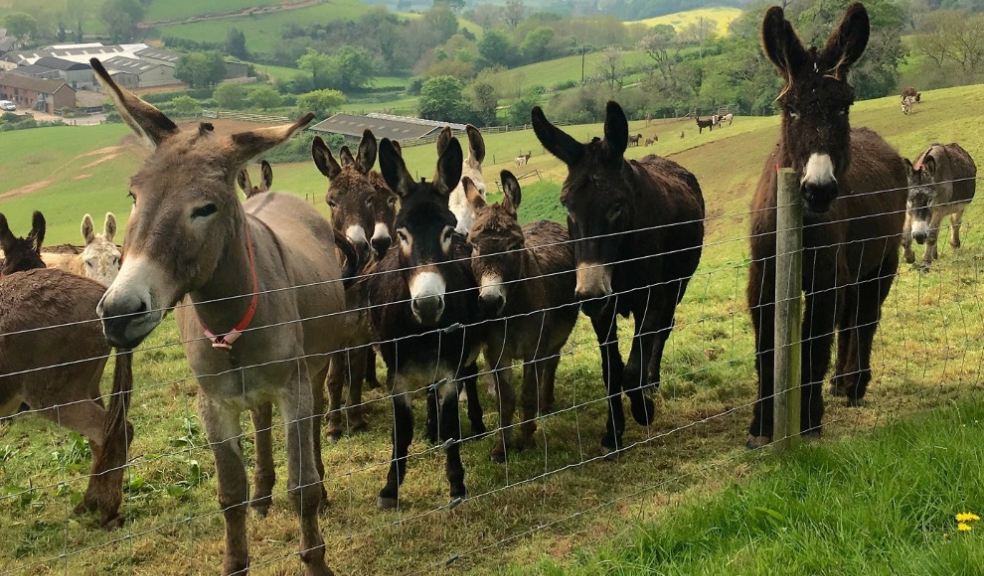 Donkeys at Woods Farm - The Donkey Sanctuary